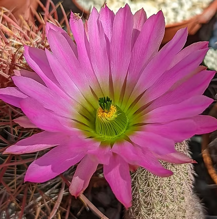Echinocereus pseudopectinatus 10 Pieces Seeds