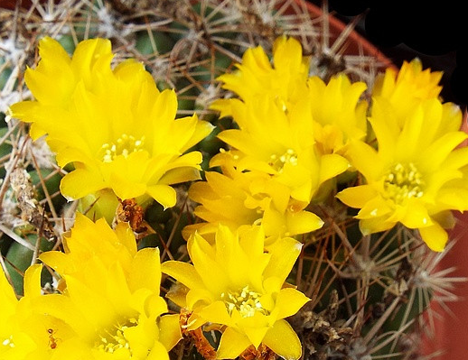 Weingartia platygona 10 Pieces Seeds