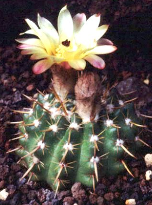 Notocactus submammulosus var. minor 10 Pieces Seeds