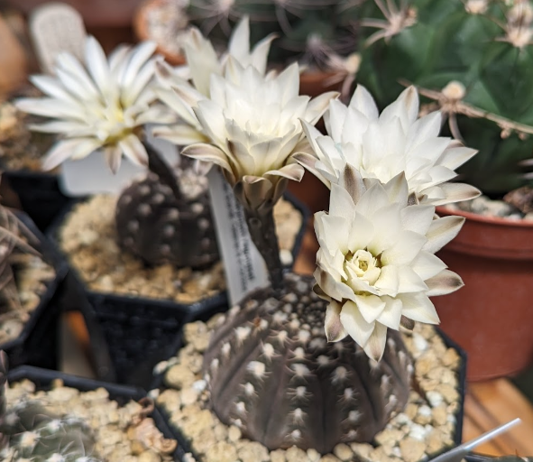 Gymnocalycium ragonesii 10 Pieces Seeds