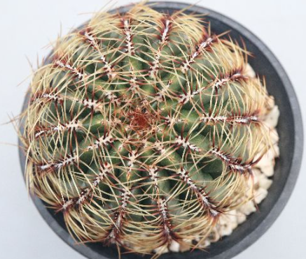 Oroya Laxiareolata 10 Pieces Seeds
