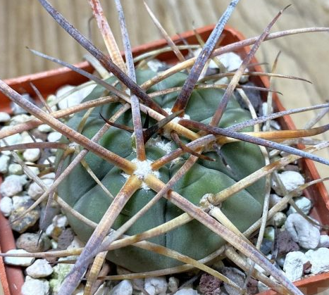 Gymnocalycium armatum 10 Pieces Seeds