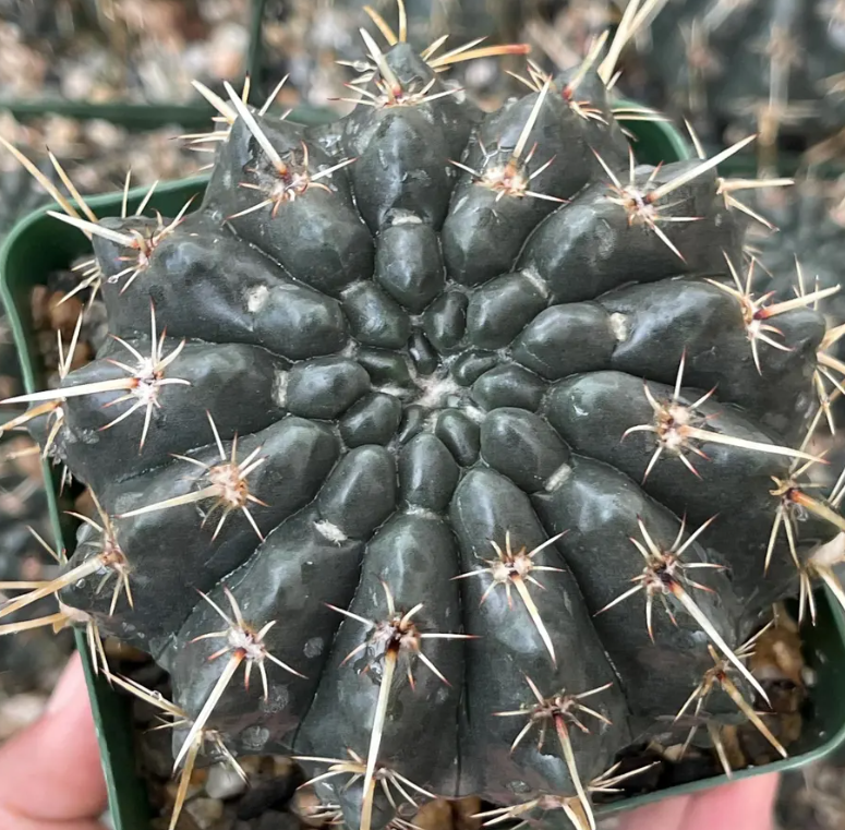 Notocactus Turecekianus 10 Pieces Seeds