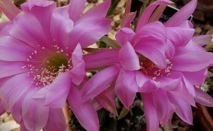 Echinopsis Obrepanda 10 Pieces Seeds
