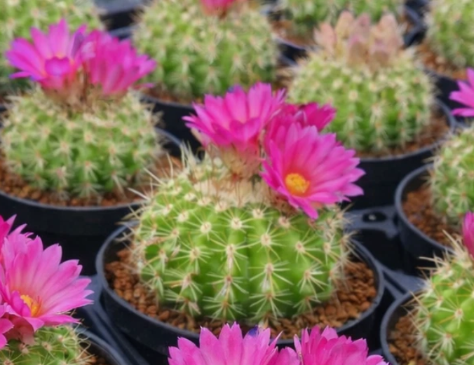 Notocactus herteri 10 Pieces Seeds