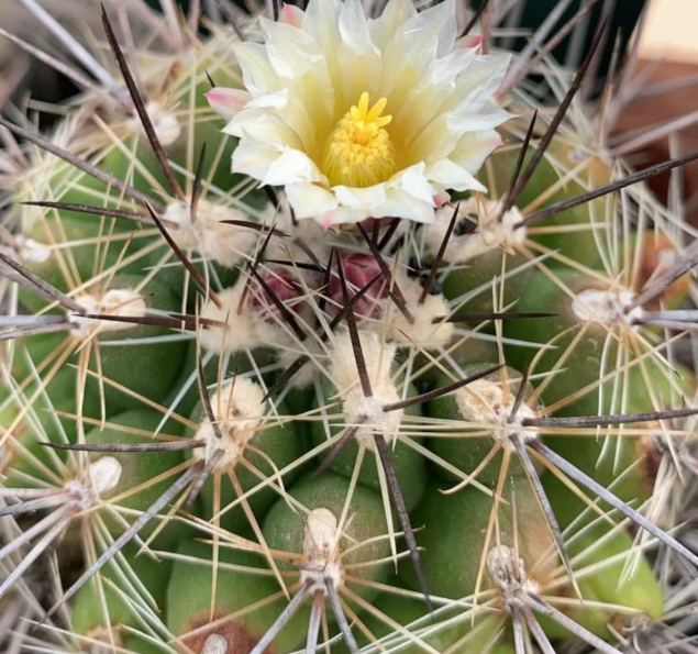 Thelocactus garciae 10 pieces Seeds