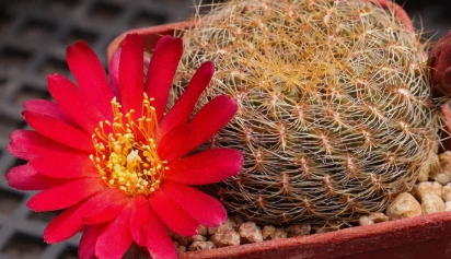 Sulcorebutia oenantha 10 Pieces Seeds