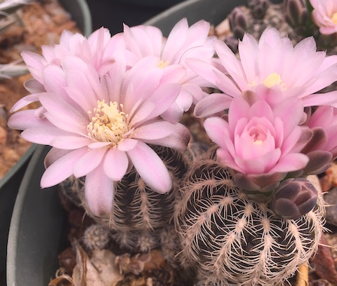 Gymnocalycium bruchii 10 Pieces Seeds