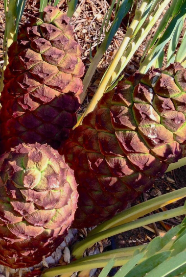 Encephalartos middelburgensis 2 Pieces Seeds
