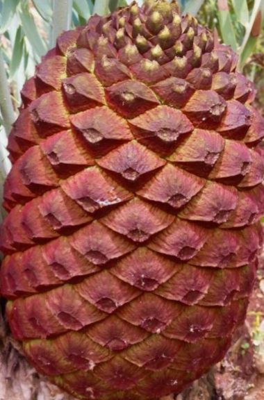 Encephalartos eugene-maraisii 1 Piece Seed