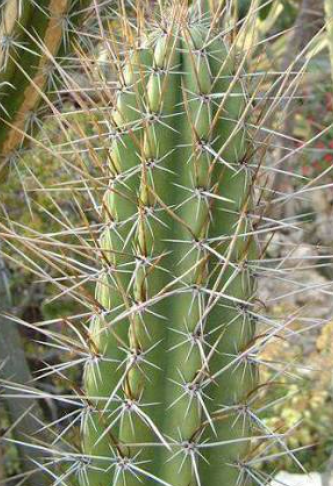Castellanosia caineana 10 Pieces Seeds