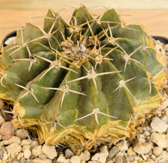 Weingartia kargliana 10 Pieces Seeds