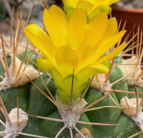 Weingartia longigibba 10 Pieces Seeds