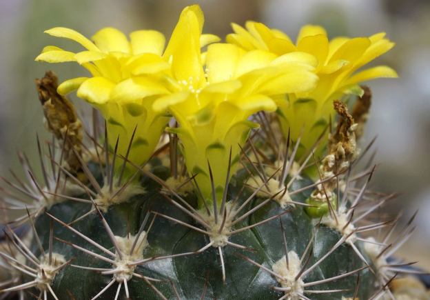 Weingartia pruinosa 10 Pieces Seeds