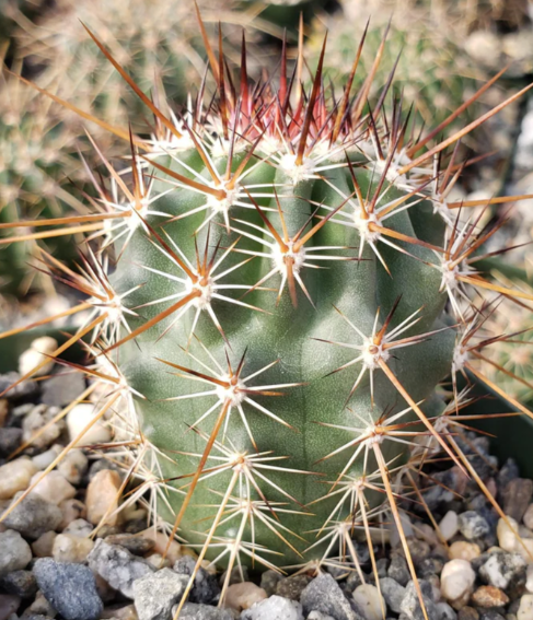 Echinocereus ferreirianus 10 Pieces Seeds
