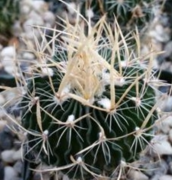Stenocactus multicostatus 10 Pieces Seeds