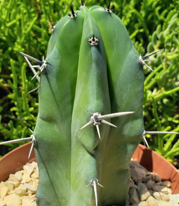 Myrtillocactus geometrizans - Blue Myrtle Cactus - 12 Pieces Seeds
