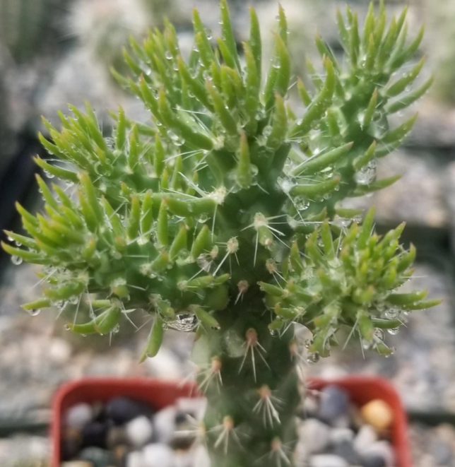 Cylindropuntia imbricata 10 Pieces Seeds
