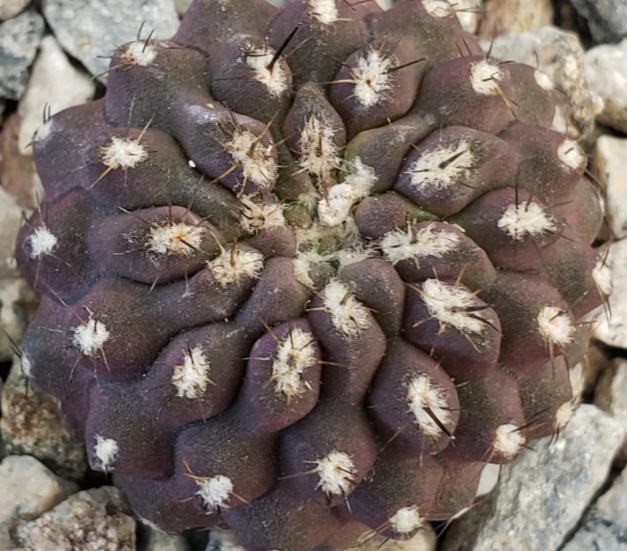 Neochilenia heinrichiana setosiflora 10 Pieces Seeds