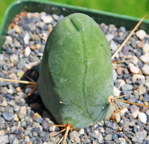 Trichocereus bridgesii monstrose 10 Pieces Seeds