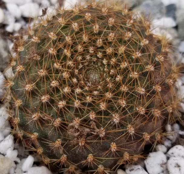Rebutia marsoneri 10 Pieces Seeds