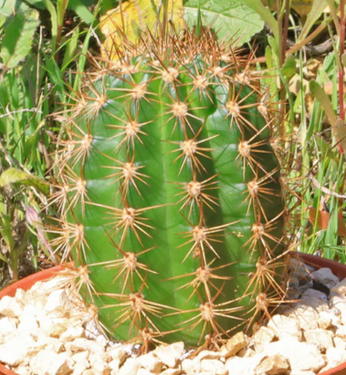 Trichocereus grandiflorus 10 Pieces Seeds