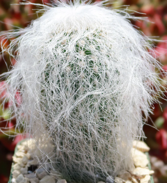 Cephalocereus senilis 10 Pieces Seeds