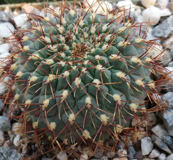 Sulcorebutia pulchra 10 Pieces Seeds