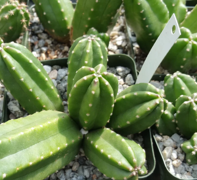 Echinocereus gentry 10 Pieces Seeds
