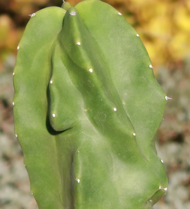 'Pachycereus schottii 'monstrosus' 10 Pieces Seeds