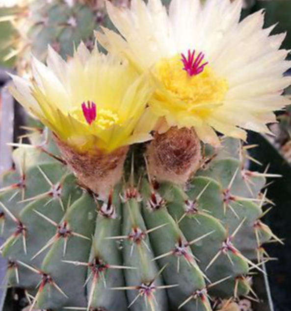 Notocactus buiningii 10 Pieces Seeds