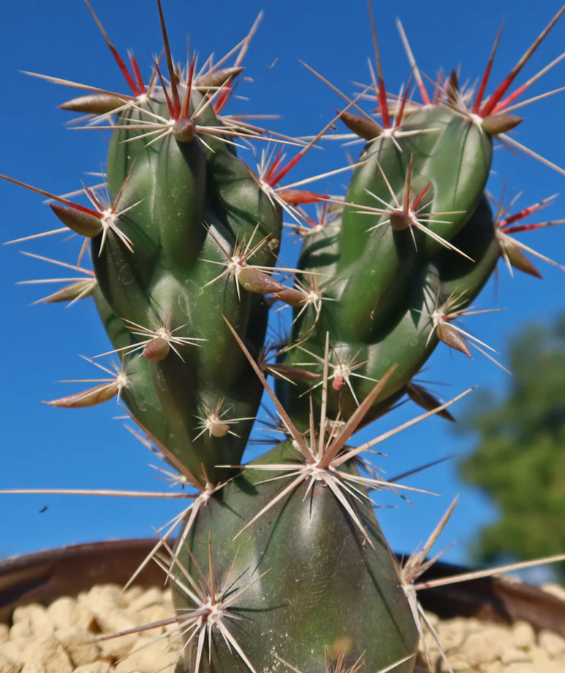 Opuntia invicta 8 Pieces Seeds