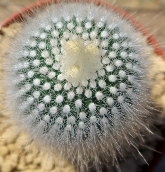 Notocactus rudibuenekeri albissimo 10 Pieces Seeds