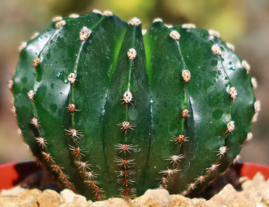 Echinopsis eyriesii 10 Pieces Seeds