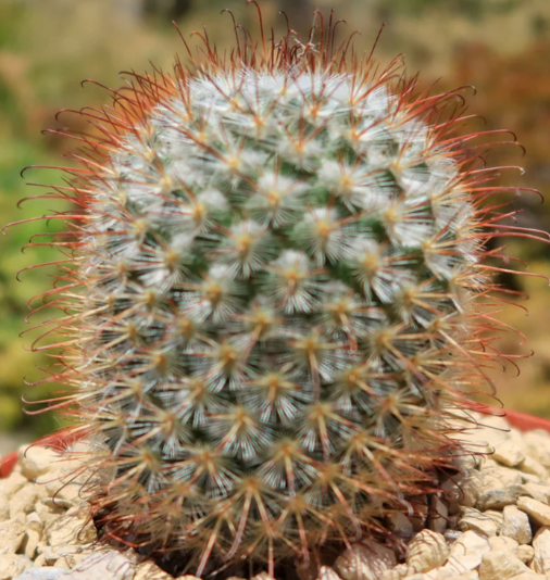 Mammillaria bombycina 10 Pieces Seeds