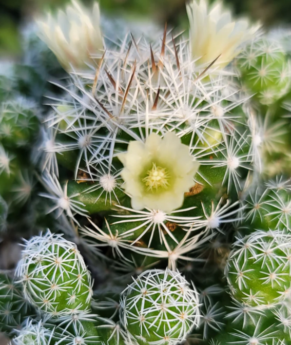Mammillaria gracilis 'fragilis' 10 Pieces Seeds