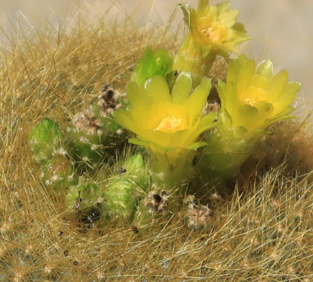 Notocactus graessneri flaviflorus 10 Pieces Seeds