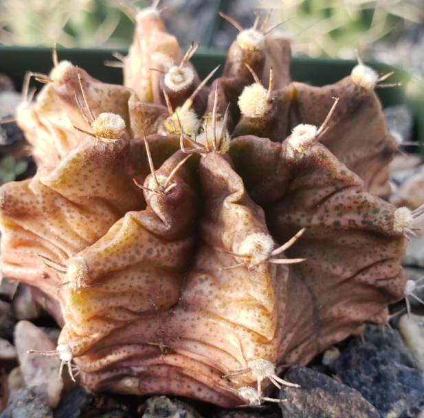Gymnocalycium stenogonum 10 Pieces Seeds