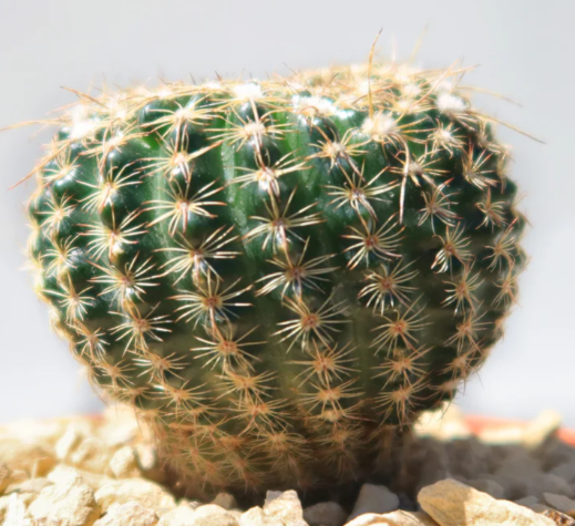 Notocactus elegans 10 Pieces Seeds