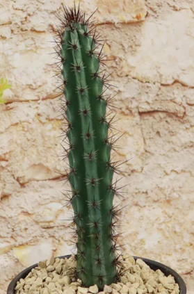 Cereus aethiops 10 Pieces Seeds