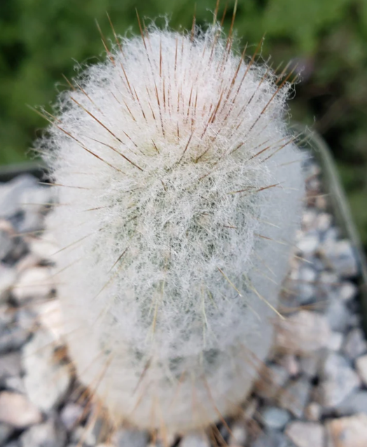 Espostoa churinensis 10 Pieces Seeds