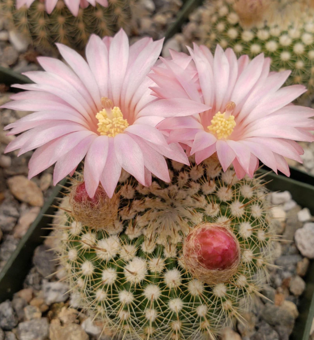 Notocactus gutierezii 10 Pieces Seeds