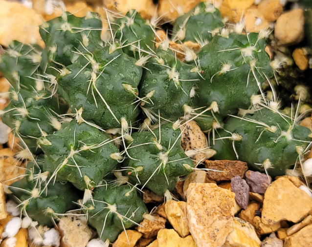 Puna subterranea 'incahuasi' 10 Pieces Seeds