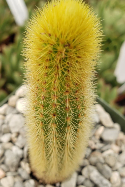 Cleistocactus winteri Golden Rat Tail 10 Pieces Seeds