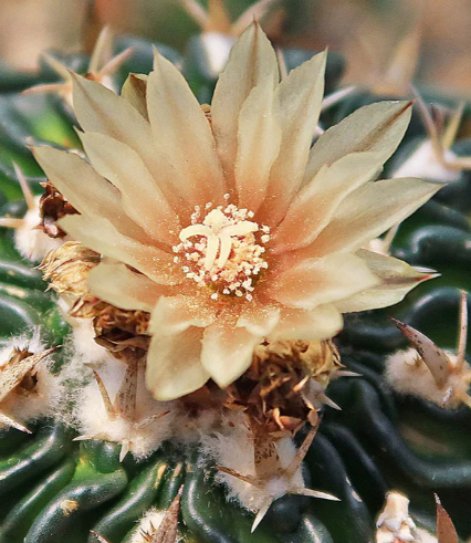Echinofossulocactus phyllacanthus v. violaciflora 20 Pieces Seeds