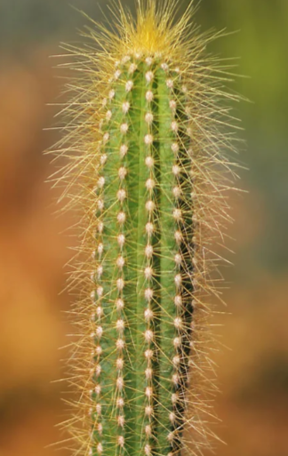 Pilosocereus tillianus 10 Pieces Seeds