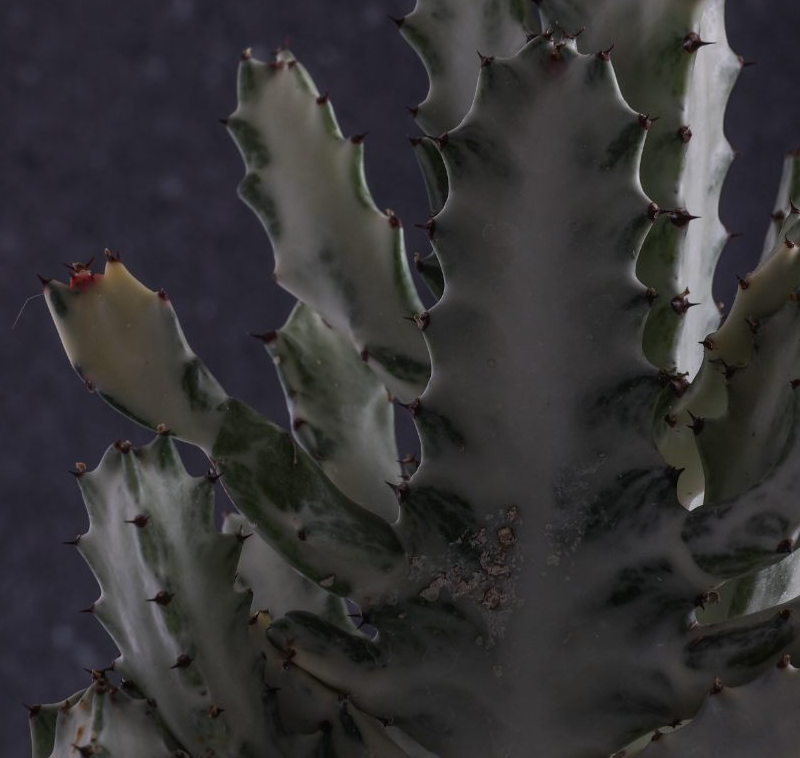 Euphorbia lactea ‘White Ghost’ 10 Pieces Seeds