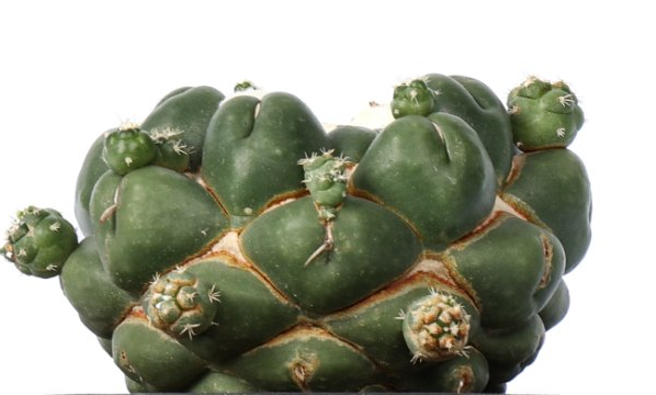Coryphantha elephantidens cv. Tanshi Zougemaru inermis 10 Pieces Seeds