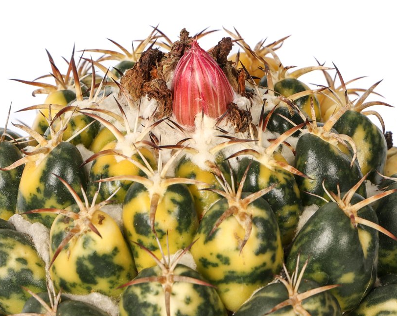 Coryphantha elephantidens variegata 10 Pieces Seeds