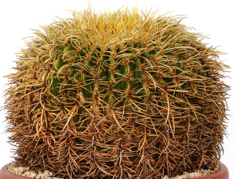 Echinocactus grusonii ‘Spina riccia’ 10 Pieces Seeds